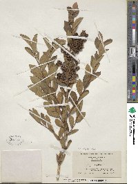 Lyonia ligustrina image