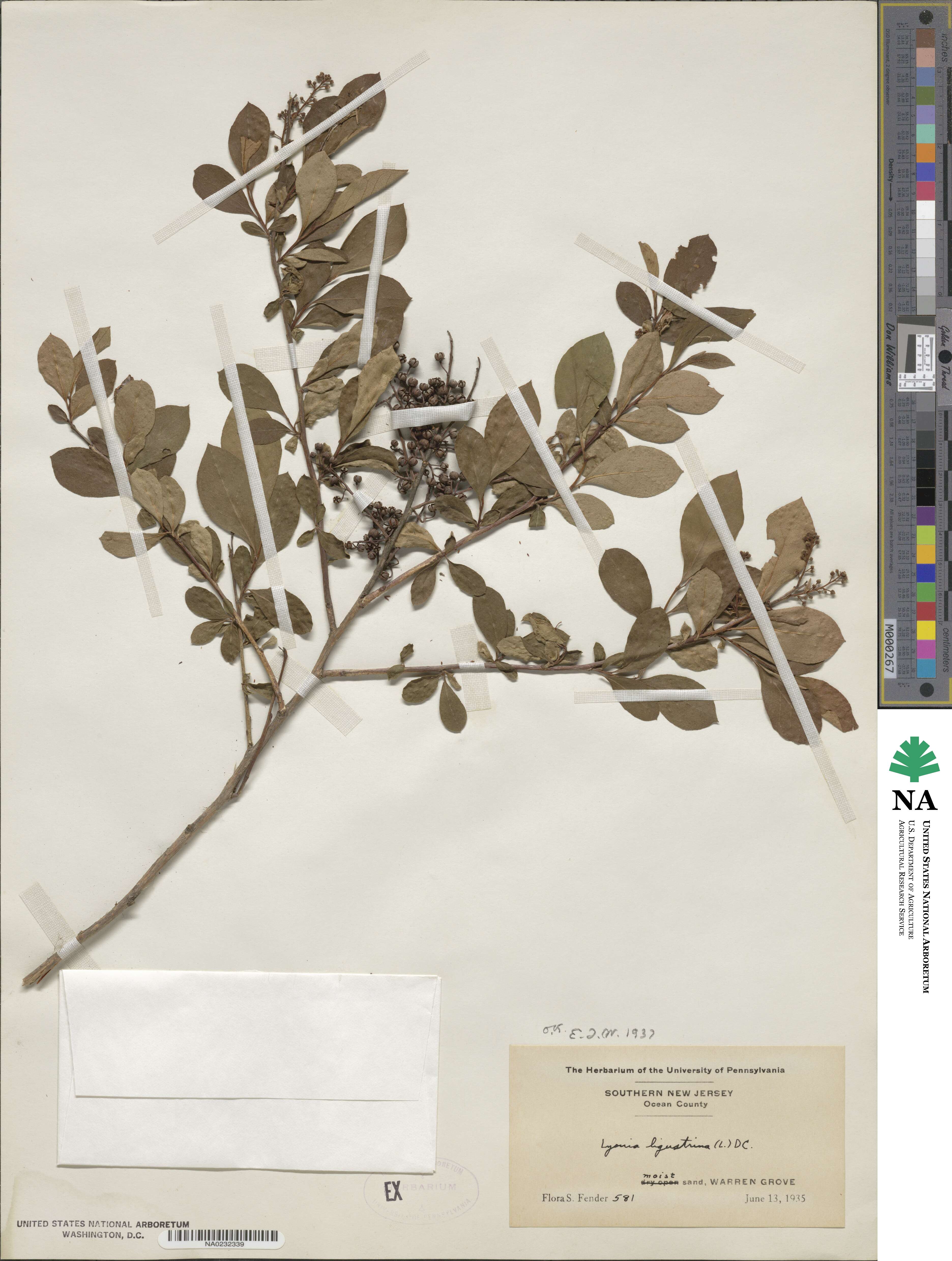 Lyonia image