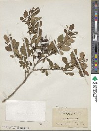 Lyonia ligustrina image