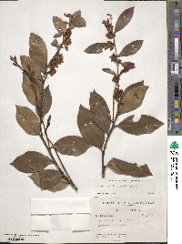 Lyonia lucida image