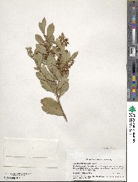 Lyonia lucida image