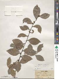 Lyonia lucida image