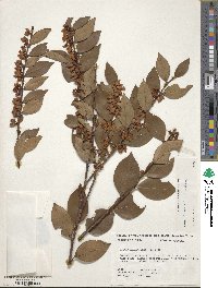 Lyonia lucida image