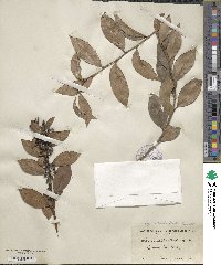 Lyonia lucida image