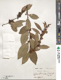 Lyonia lucida image