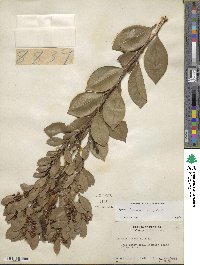 Lyonia lucida image