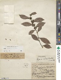 Lyonia lucida image