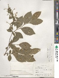 Lyonia ligustrina image