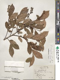 Lyonia ligustrina image