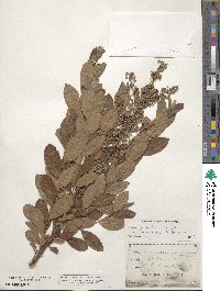 Lyonia ligustrina image