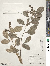 Lyonia ligustrina image