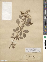 Lyonia ligustrina image