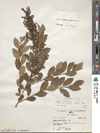 Lyonia ligustrina image