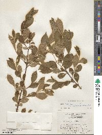 Lyonia ligustrina var. foliosiflora image