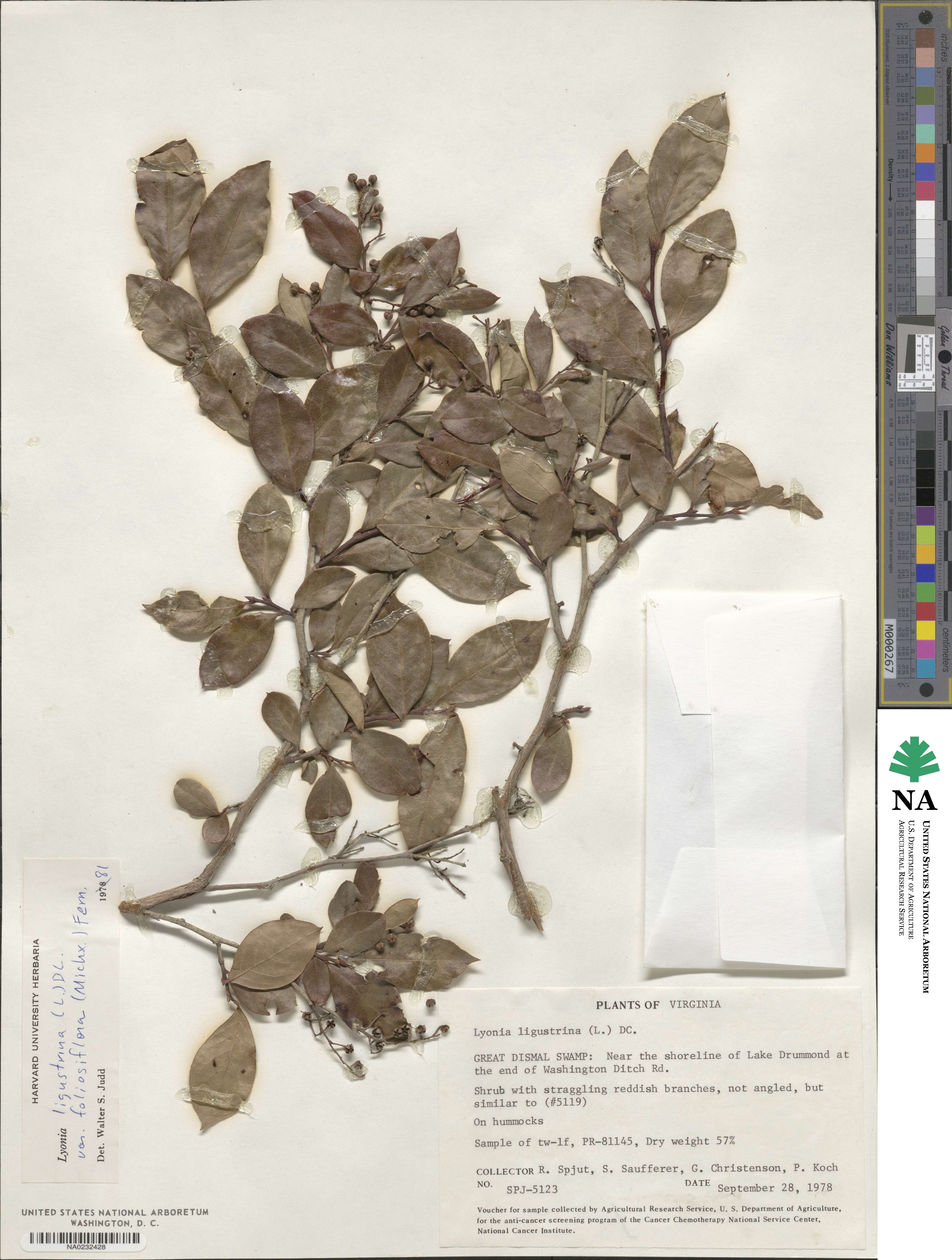 Lyonia ligustrina var. foliosiflora image