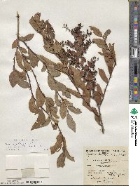 Lyonia ligustrina var. foliosiflora image