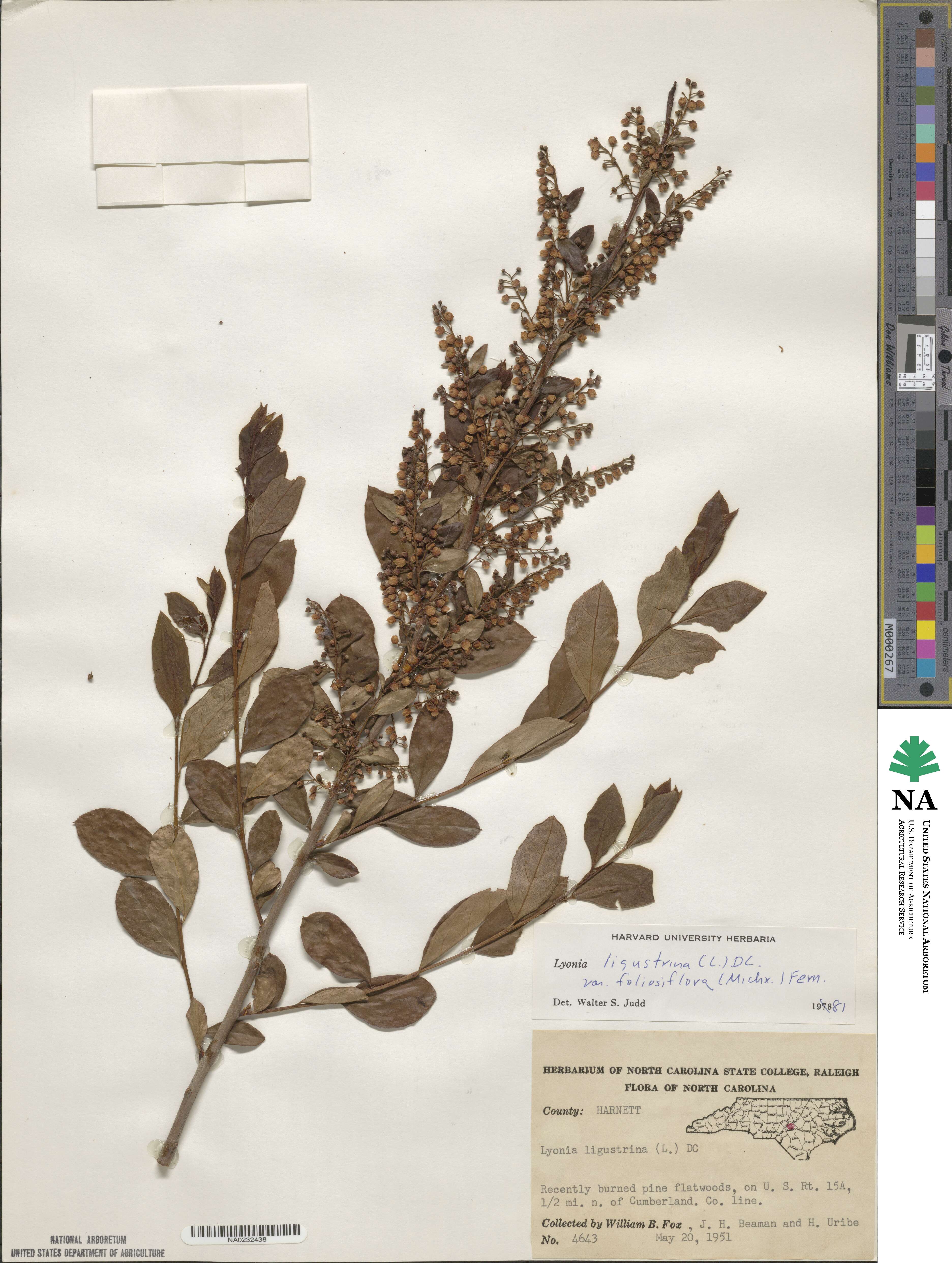 Lyonia ligustrina var. foliosiflora image