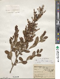 Lyonia ligustrina image