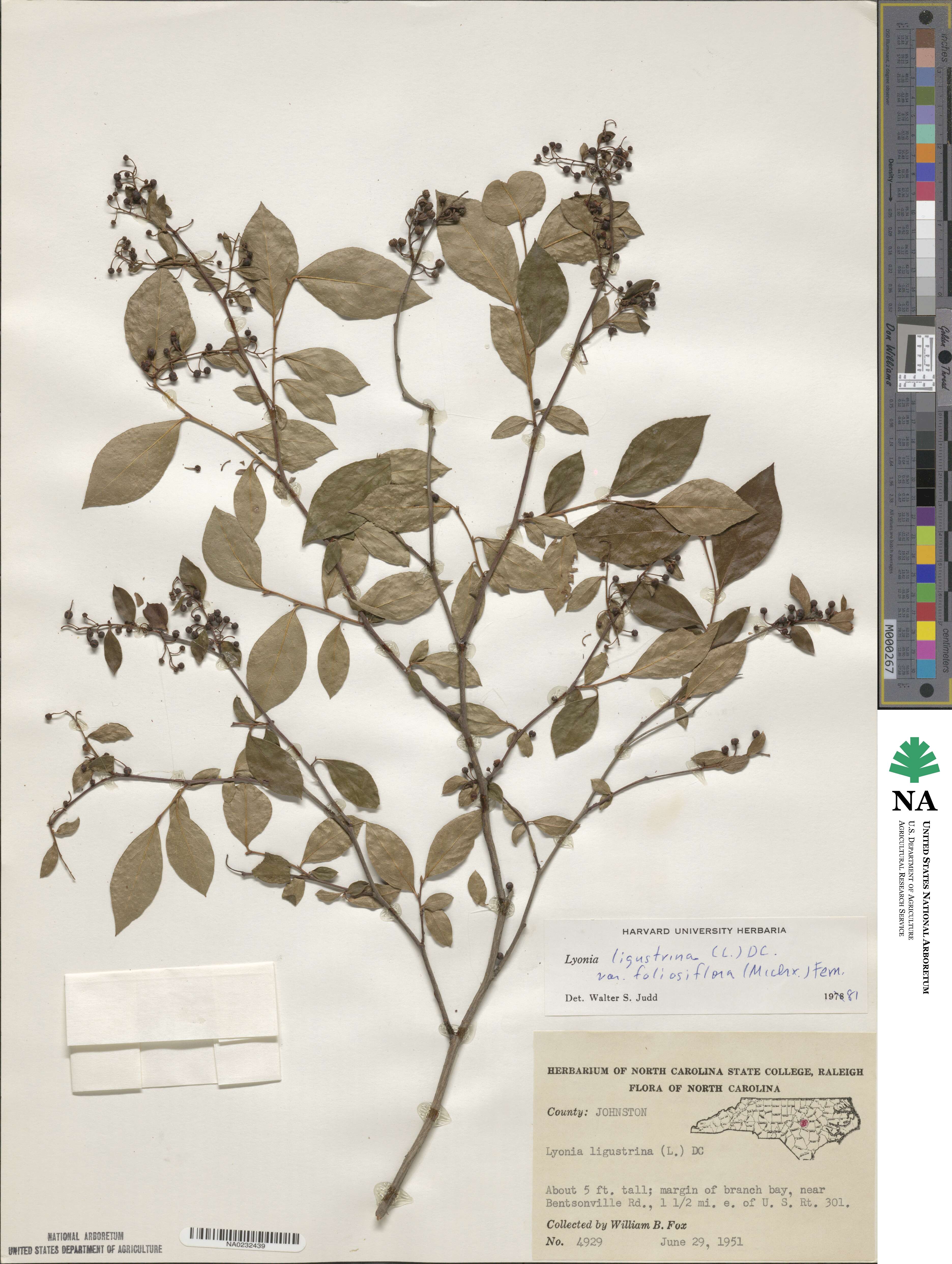 Lyonia ligustrina image