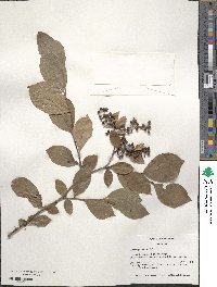 Lyonia lucida image