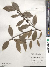 Lyonia lucida image