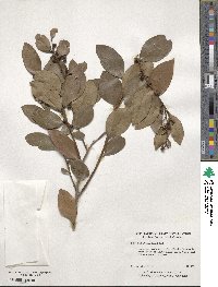 Lyonia lucida image