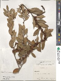 Lyonia lucida image