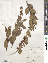 Lyonia lucida image