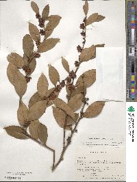 Lyonia lucida image