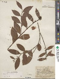 Lyonia lucida image