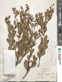 Lyonia lucida image