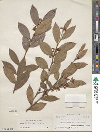 Lyonia lucida image