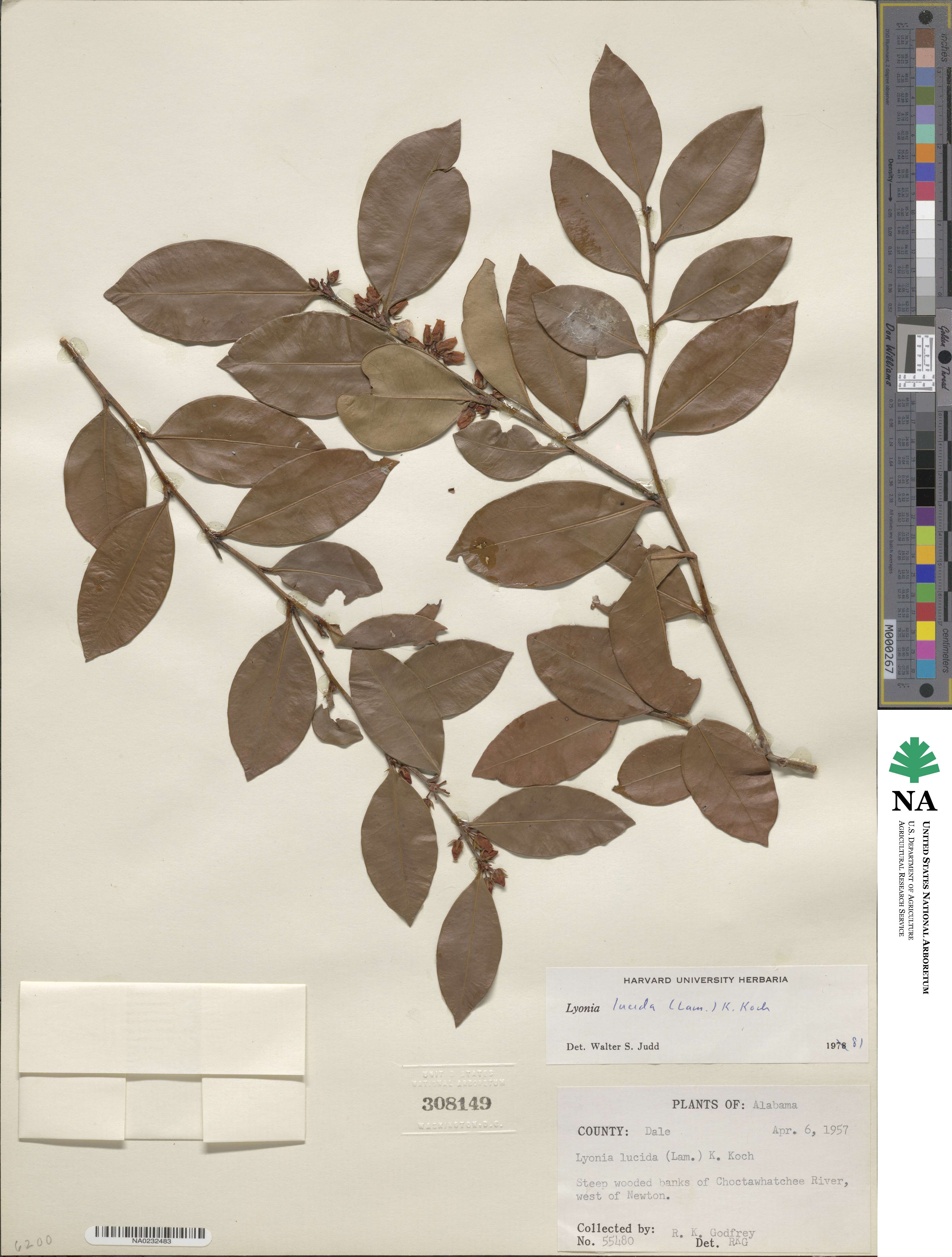 Lyonia lucida image