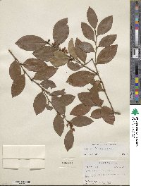 Lyonia lucida image