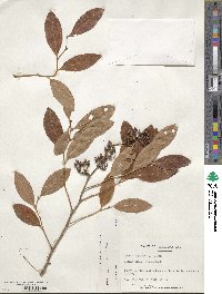 Lyonia mariana image