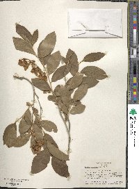 Lyonia mariana image