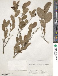 Lyonia mariana image