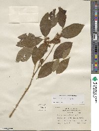 Lyonia mariana image