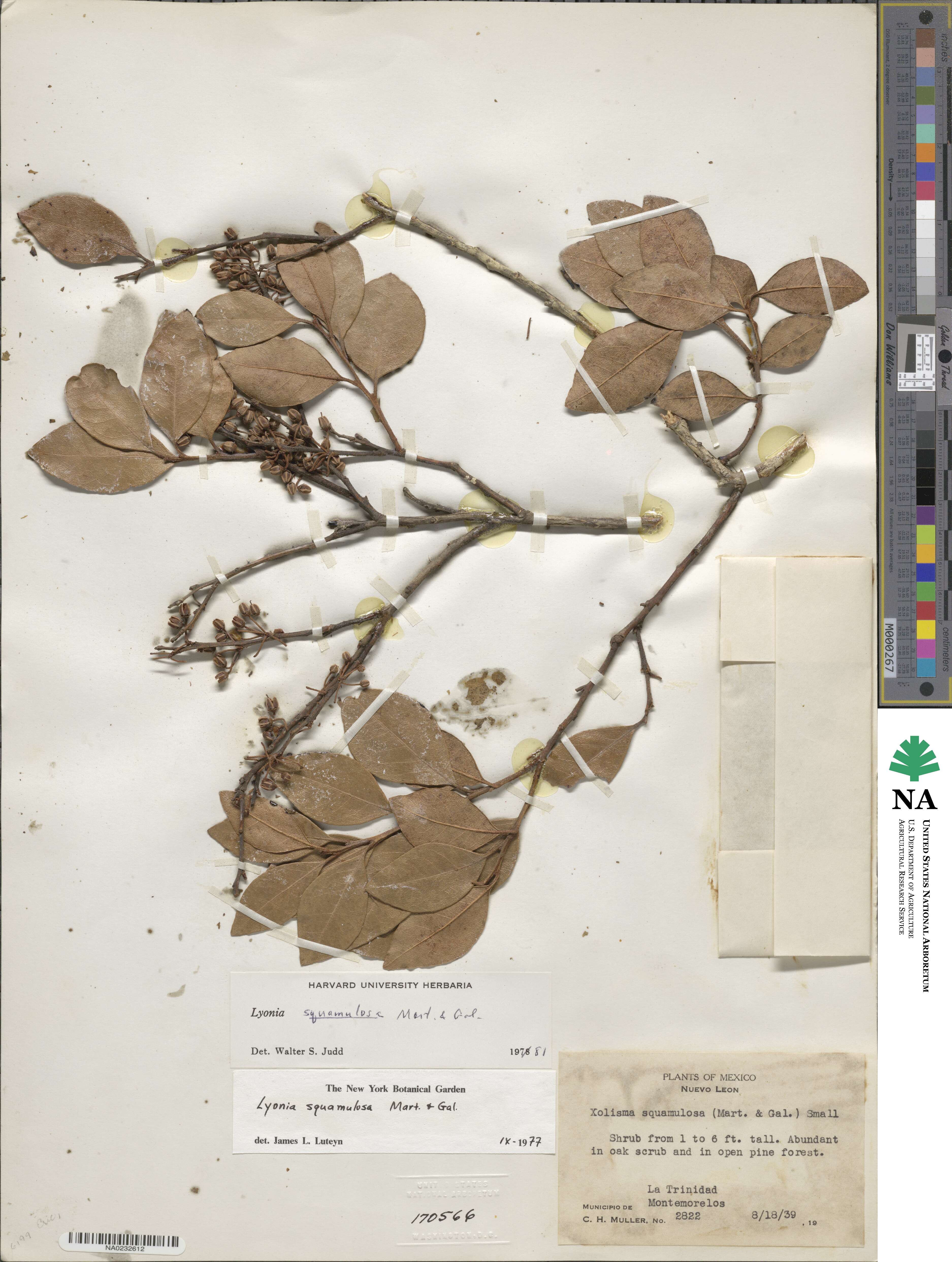 Lyonia squamulosa image