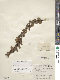 Lyonia squamulosa image