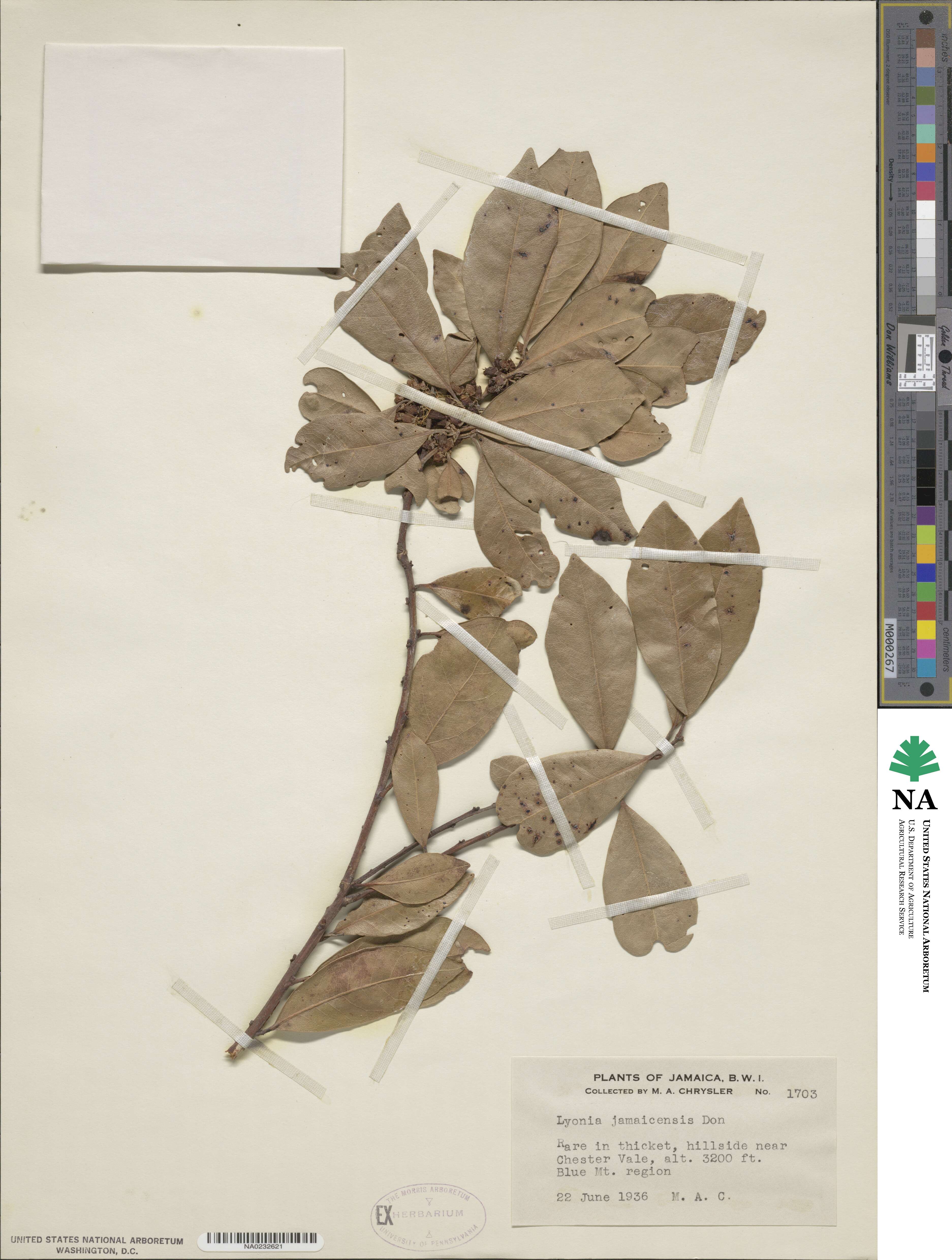 Lyonia jamaicensis image