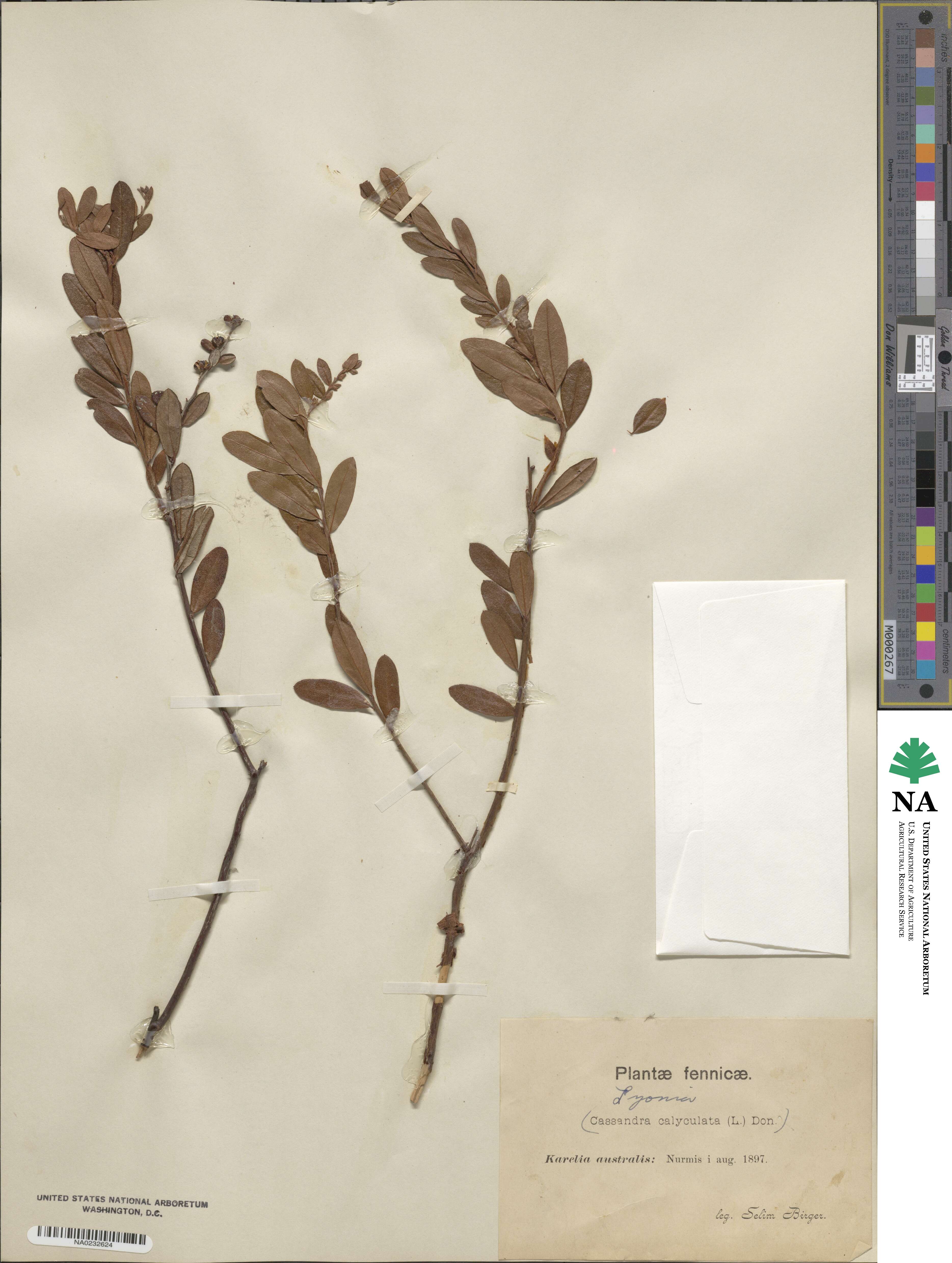 Chamaedaphne calyculata image