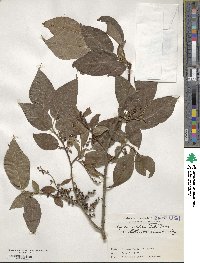 Lyonia ovalifolia var. elliptica image