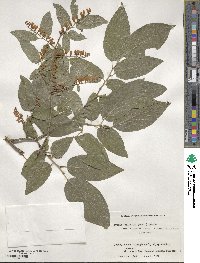 Lyonia ovalifolia var. elliptica image