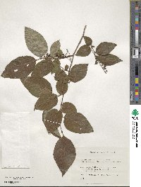 Lyonia ovalifolia var. elliptica image