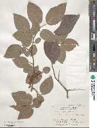 Lyonia ovalifolia image