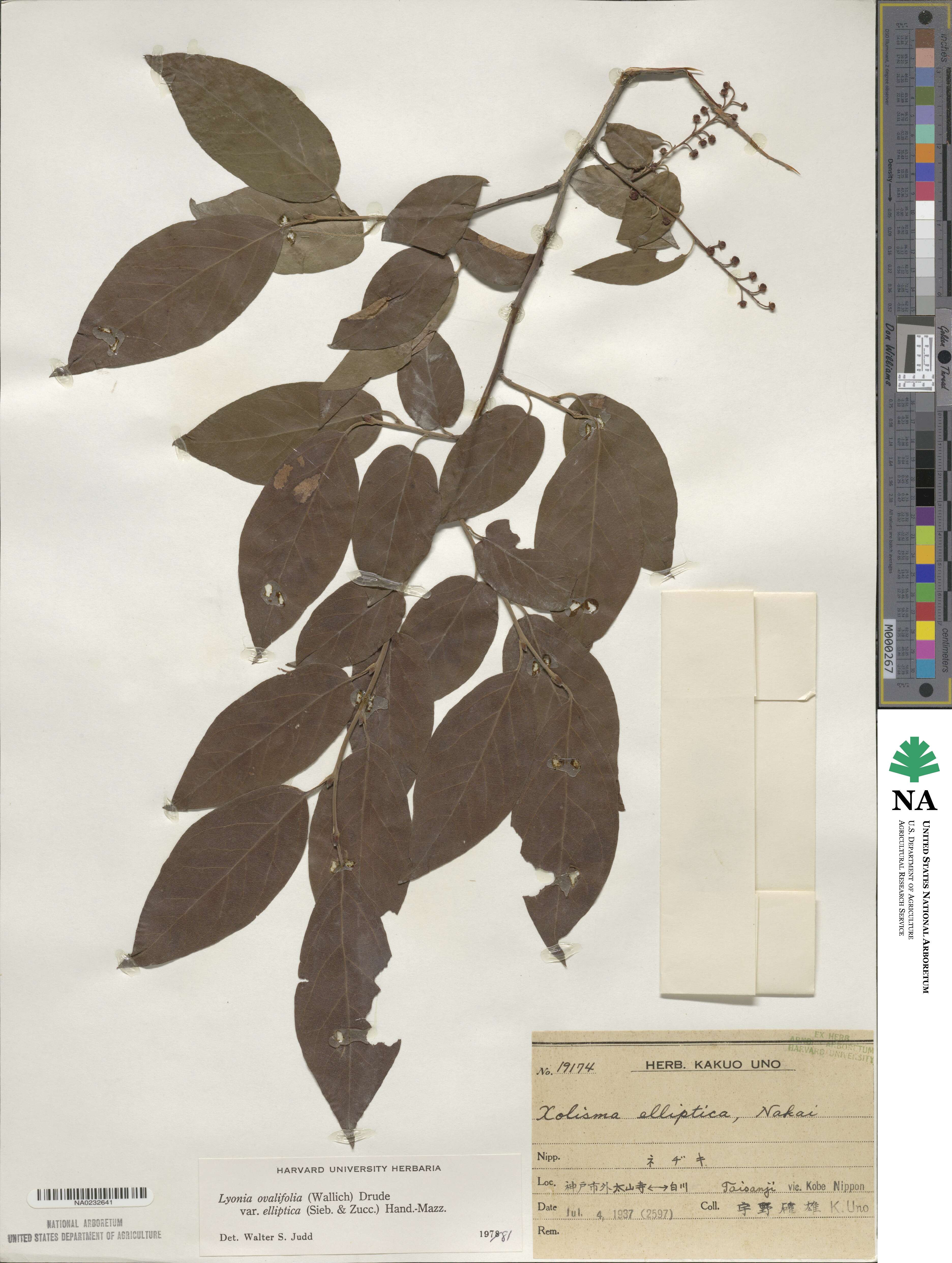 Lyonia ovalifolia image