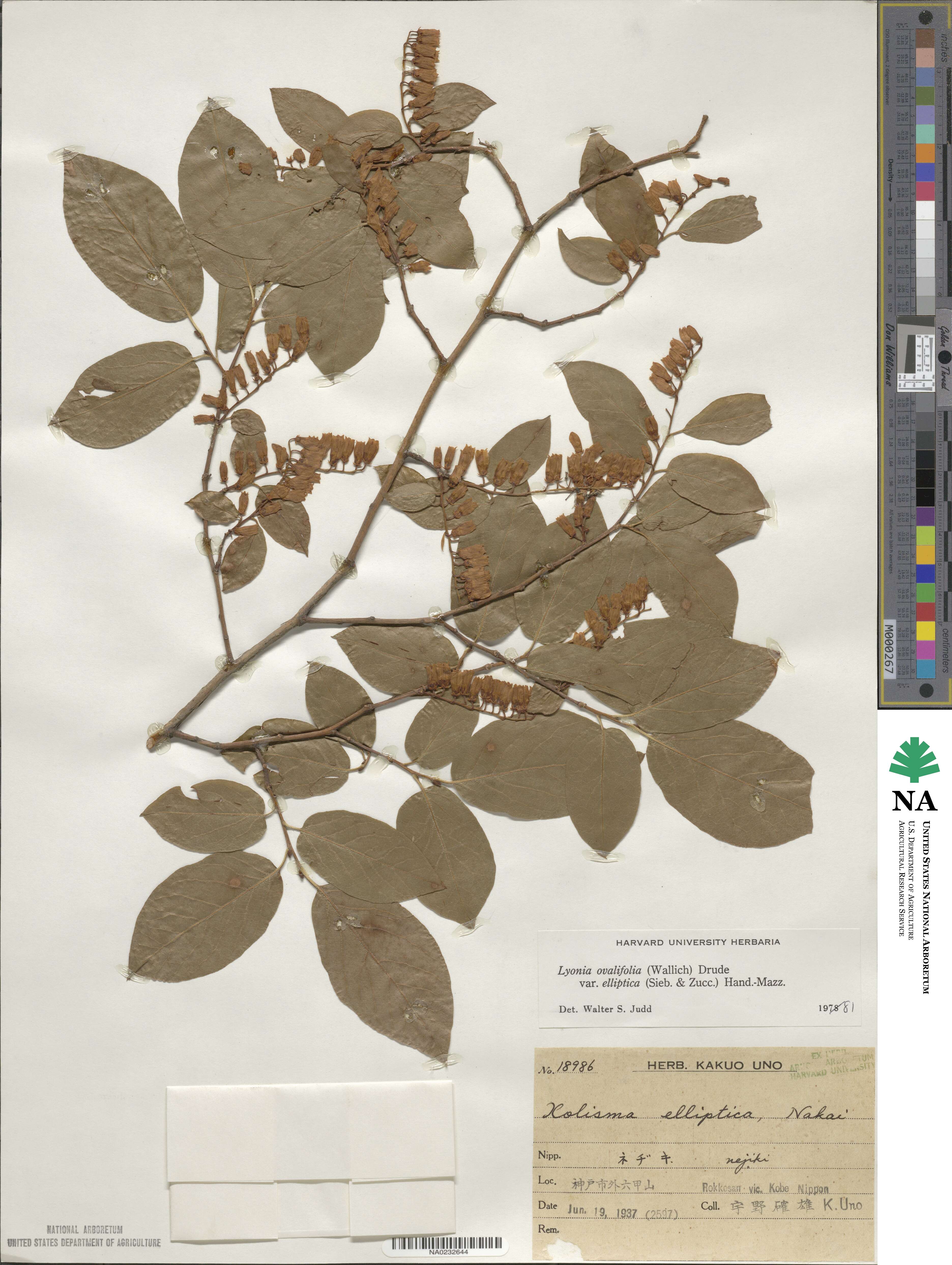 Lyonia ovalifolia image