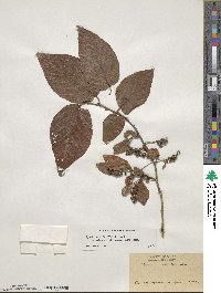 Lyonia ovalifolia image