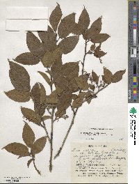 Lyonia ovalifolia var. elliptica image